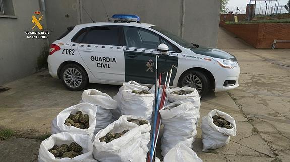 Imputados ocho rumanos por el hurto de piñas en Torquemada