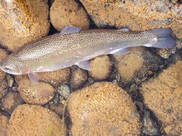 300 truchas convertirán una escombrera en una laguna para la pesca