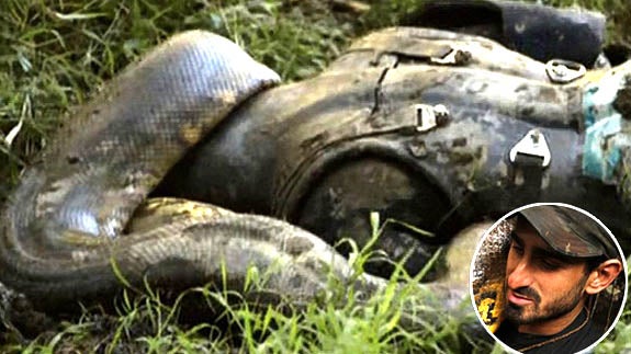 Un reportero se deja comer por una anaconda