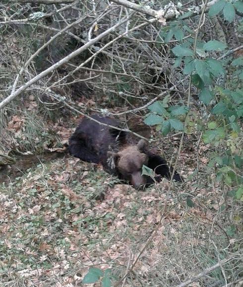 Medio Ambiente localiza a un oso enfermo avistado en Muñeca de la Peña