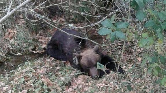 Muere el oso recuperado este viernes en Muñeca de la Peña