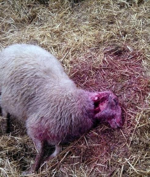 Un perro asilvestrado provoca la muerte de 30 ovejas en Rioseco