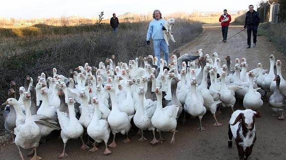 «Mis ocas bailan 'Paquito el Chocolatero'»