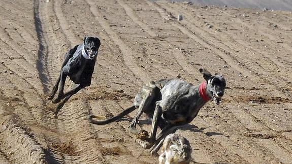 Más de 20.000 personas abarrotaron el corredero del 77 Campeonato Nacional de Galgos en Campo