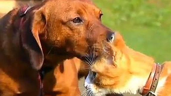 Un gato y un perro velan durante días a su dueño fallecido