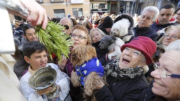 Valladolid pide «más respeto para los animales» durante la bendición del patrón