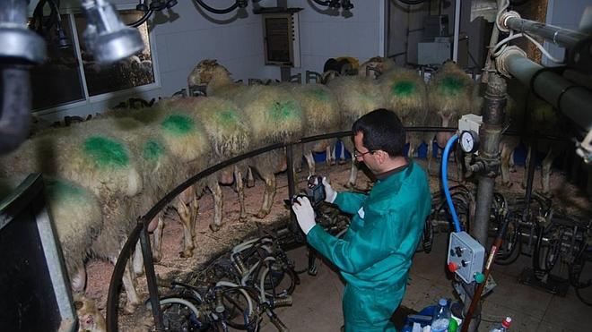 Leche de oveja con Omega 6, una novedad creada en Olmedo