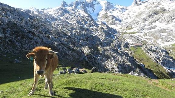 2.500 hectáreas más para Picos de Europa