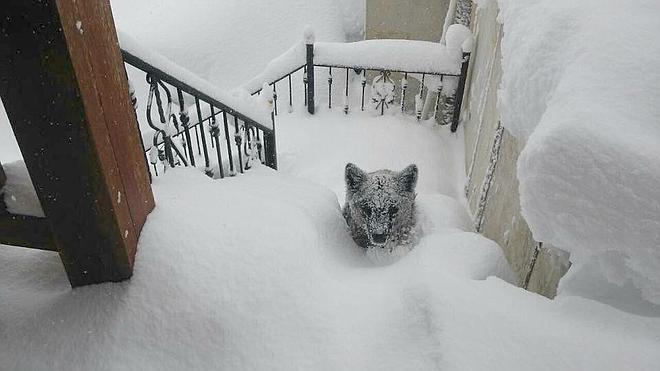 ¿Era un oso o un perro?