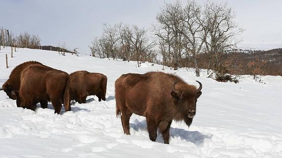 Los bisontes de San Cebrián de Mudá logran sobrevivir a una nevada de más de dos metros