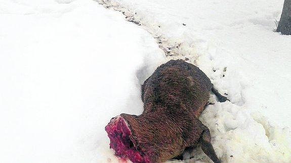 El Seprona investiga la aparición de venados decapitados en montes de León