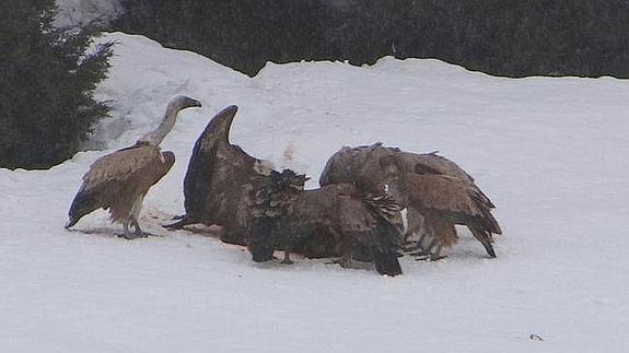 El extraño 'juego' de la supervivencia