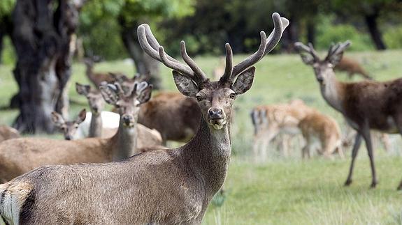El bosque del Palacio de Riofrío abrirá al visitante zonas hasta ahora vedadas