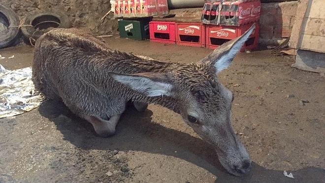 Portilla salva a la madre de Bambi