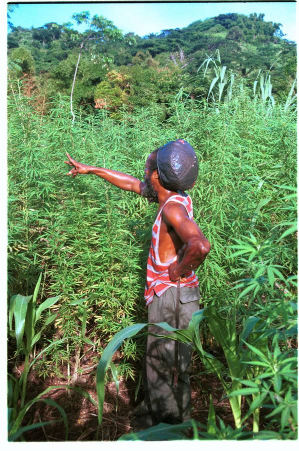 Jamaica hace honor a su cultura y despenaliza por fin la marihuana