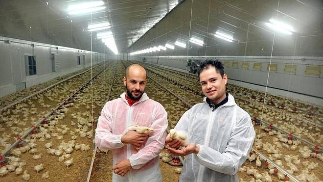 Dos jóvenes buscan salida profesional con una granja de pollos alimentados sin aditivos