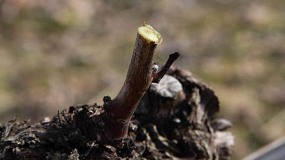 Y en el viñedo quieren frío