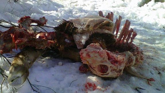 Una ganadera sufre tres ataques de lobos desde febrero