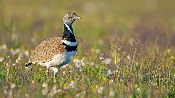 León se quedan sin gangas