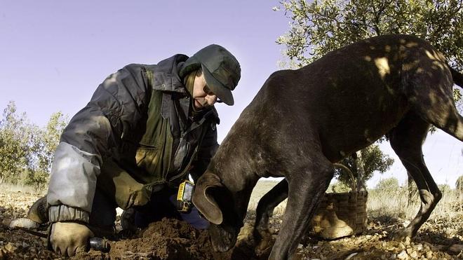 ¿Trufa Negra de Soria o de España?
