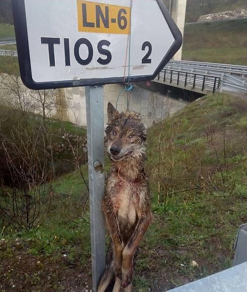 Hallado el cadáver de un lobo colgado de una señal en un municipio asturiano