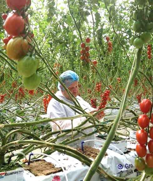 Chicote logra cabrear a los productores de tomate almerienses