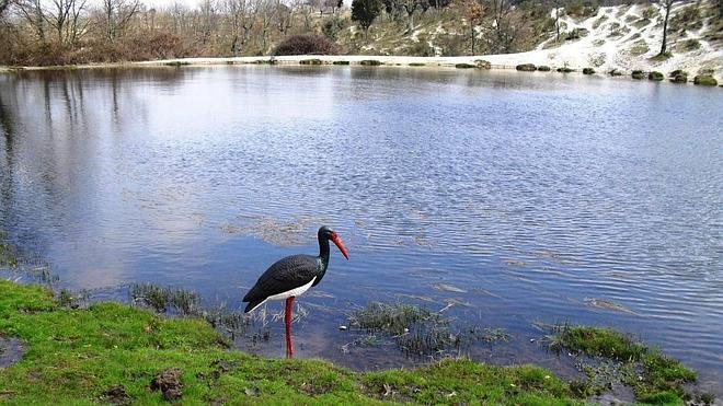 La Junta libera en Soria una cigüeña negra tras su recuperación en el CRAS de Burgos