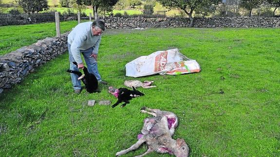 El lobo vuelve a atacar, esta vez, en la localidad de Olmedo de Camaces