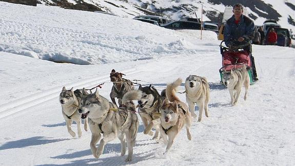 León se apunta al Mushing