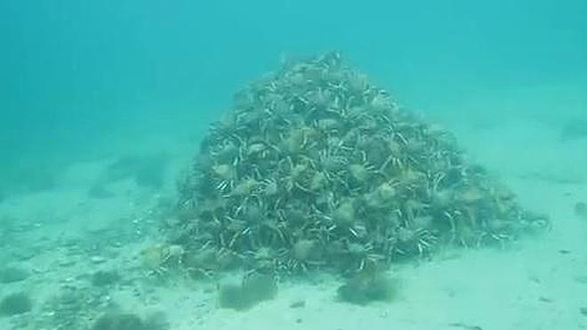 Una montaña de centollos