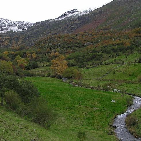 Las comarcas de La Cabrera y Carballeda podrían albergar una nueva población de oso por su hábitat