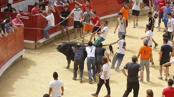 El encierro de Laguna termina con los mozos empujando al toro a corrales agotado por el calor