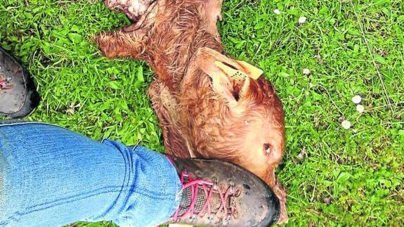 Un ganadero denuncia continuos ataques de lobos a su explotación