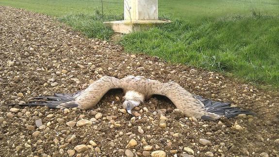 La Junta atribuye a «accidentes fortuitos» la electrocución de cuatro buitres en 15 días en Segovia