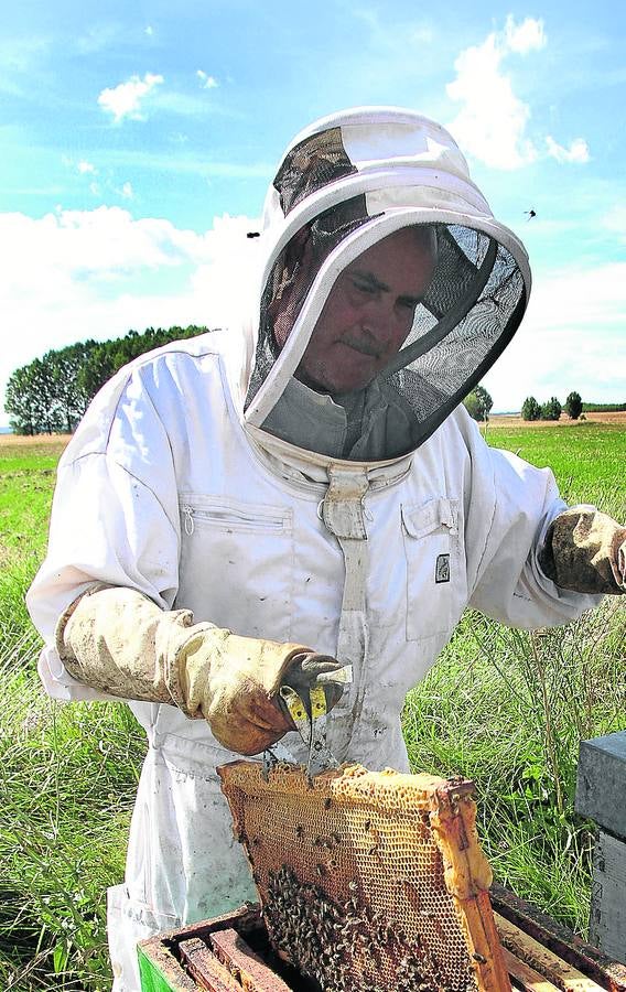 La campaña apícola arranca con buenas expectativas por el tiempo y la floración