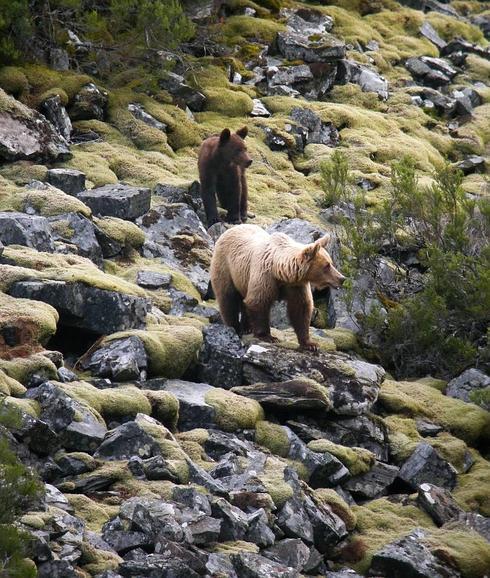 La Comisión Europea otorga el Premio Natura 2000 a la Fundación Oso Pardo