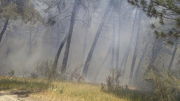 El viento y las pelusas complican la definitiva extinción del incendio en Aldeanueva de Codonal