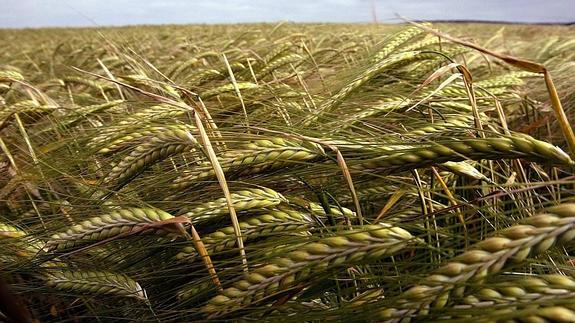 La ausencia de lluvias y las granizadas amenazan a una mermada cosecha de cereales