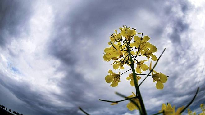 La colza deja de ser un cultivo maldito