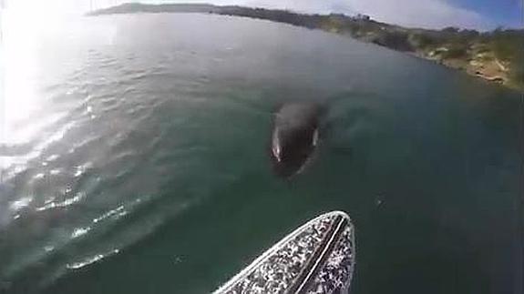 Una orca persigue a un surfista