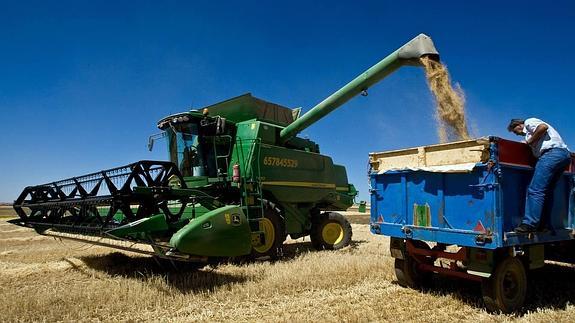Las organizaciones agrarias califican de «catastrófica» la cosecha de cereales en la zona centro y sur de Castilla y León