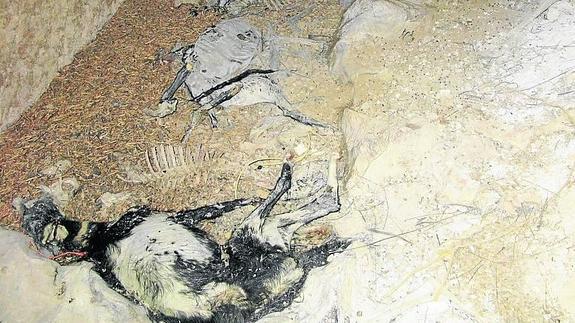 Imputados tres vecinos de Villada por maltratar y ahorcar a doce perros