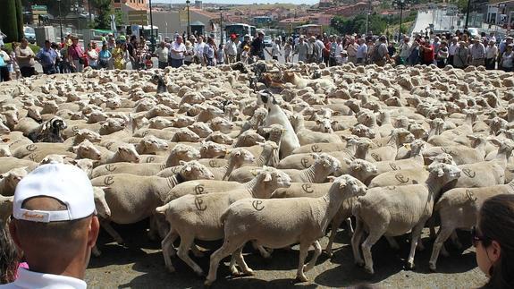 Invasión ovina en el Acueducto