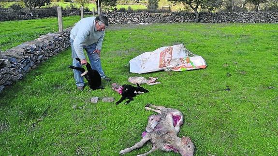 Asaja contabiliza nueve ataques de lobo en el Abadengo en tres meses