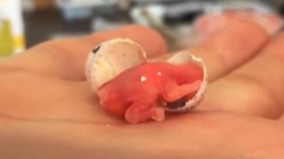 Graba el nacimiento de un pájaro sobre la palma de su mano