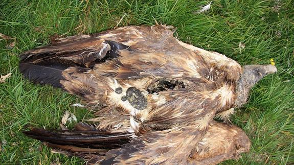 Colectivo Azálvaro denuncia tres muertes de buitres leonados