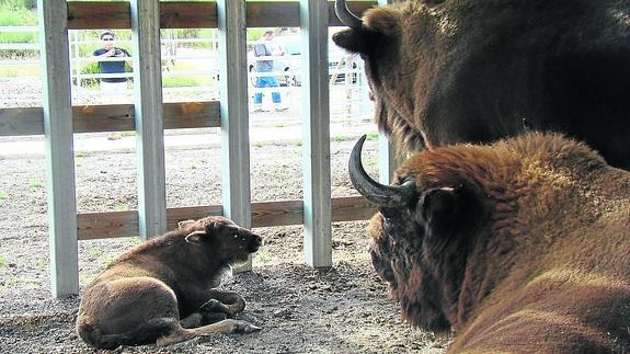 Nace una nueva cría de bisonte europeo en la reserva de San Cebrián