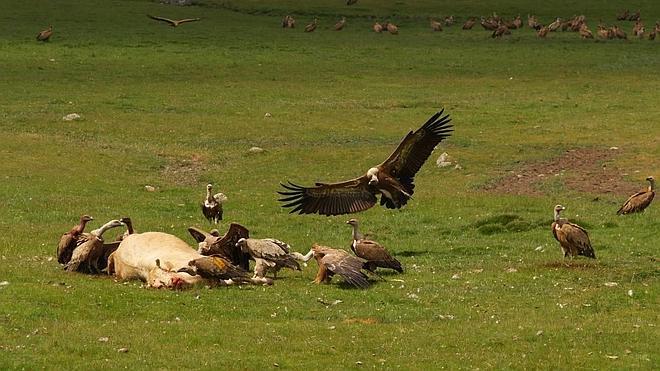 Los buitres devoran viva a una vaca en la sierra de Ávila
