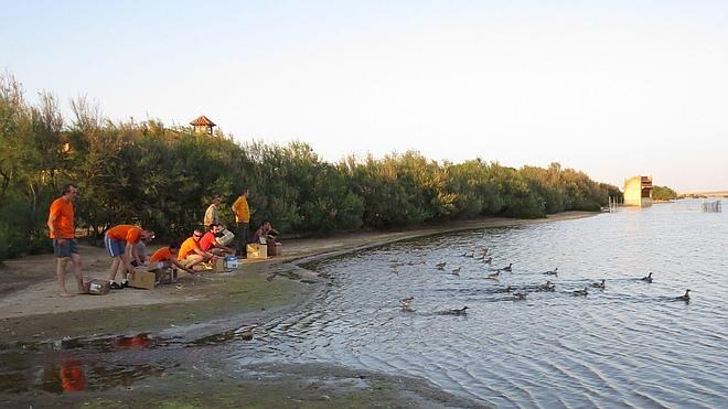 La Casa del Parque de Villafáfila acoge una jornada de anillamiento de gaviotas reidoras