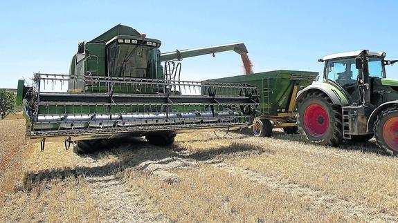 Una cosecha desigual por la falta de lluvia merma en un 30% la producción de cereal